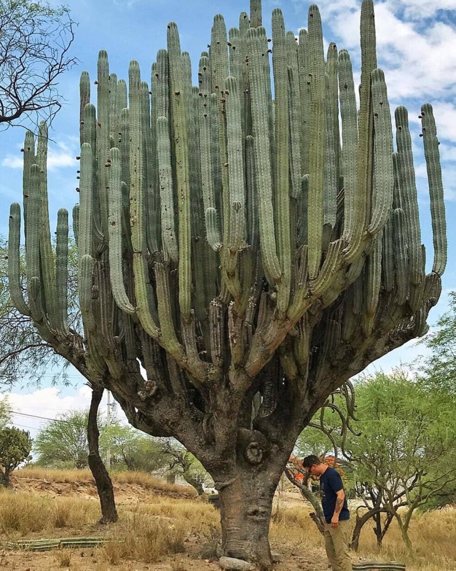 Кактус Сагуаро Северной Америки