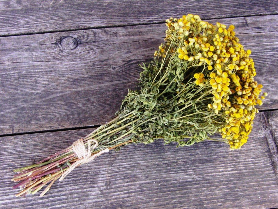 Полынь метельчатая (Artemisia procera Willd.).