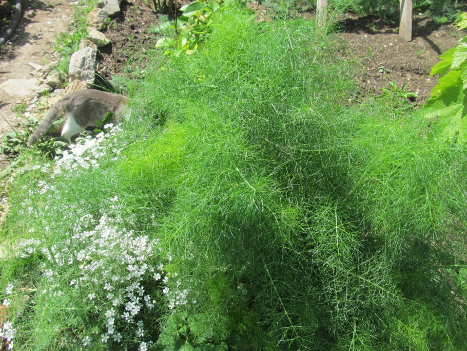 Полынь Божье дерево Тархун