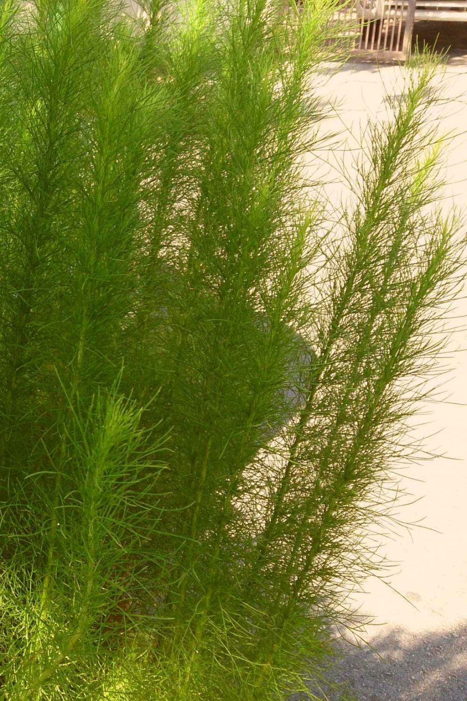 Полынь для метлы