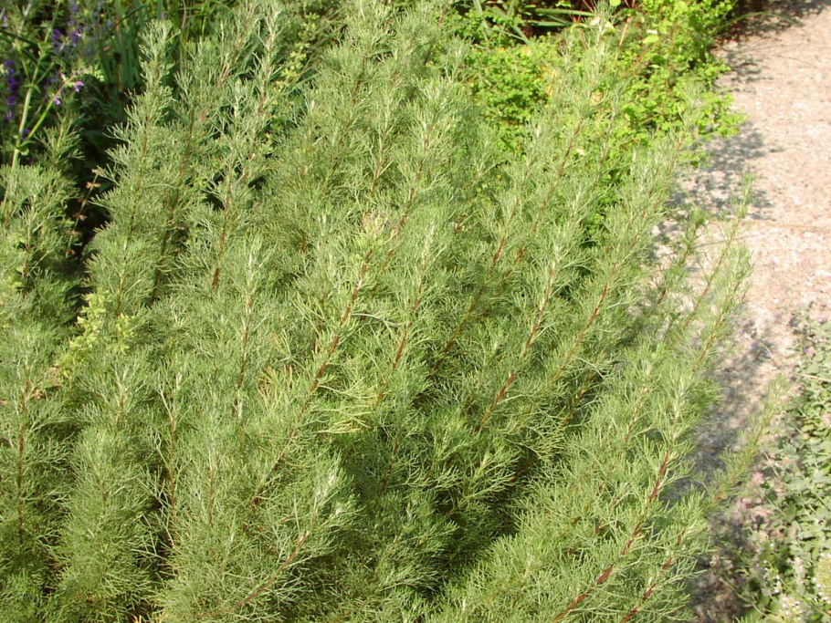 Полынь метельчатая (Artemisia procera Willd.).