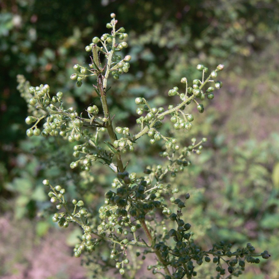 Полынь метельчатая (Artemisia Scoparia)
