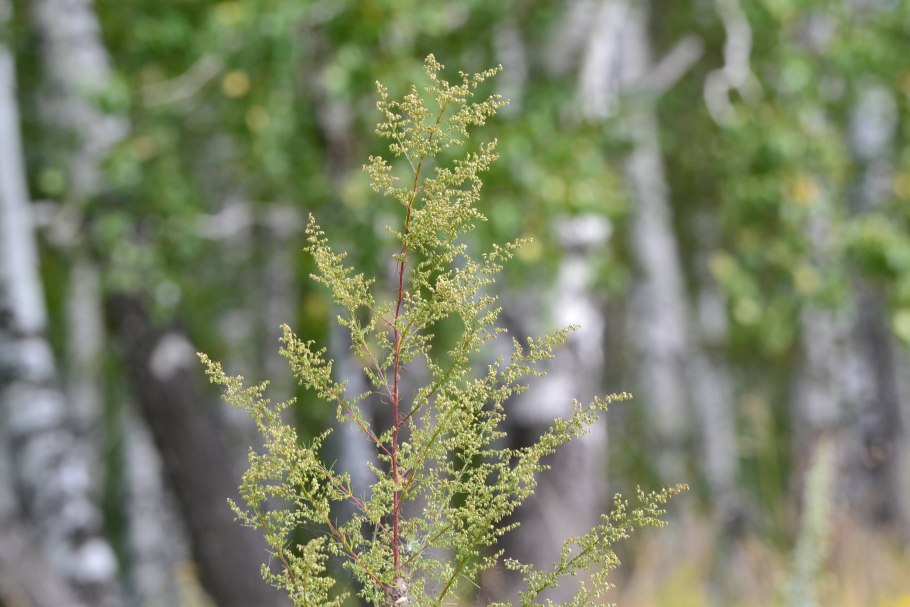 Полынь метельчатая (Artemisia procera Willd.).