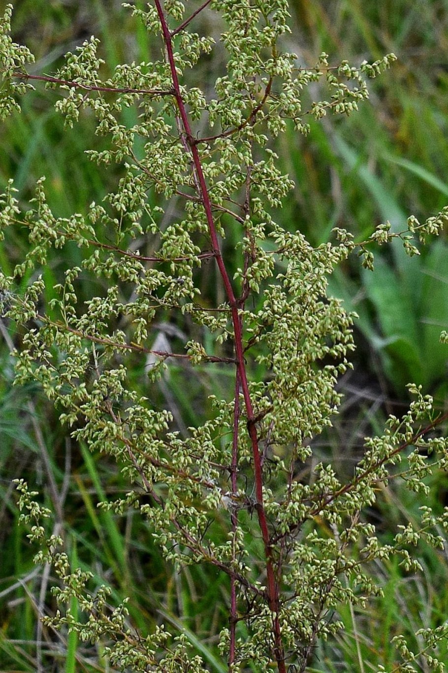 Полынь метельчатая (Artemisia Scoparia)