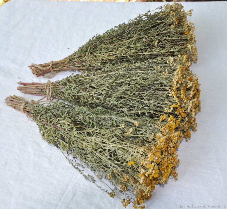 Полынь чернобыльник веник