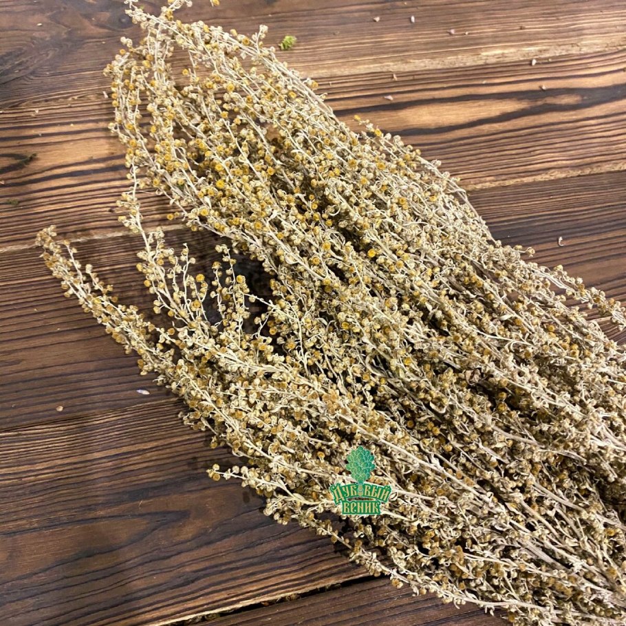 Полынь веничная фото