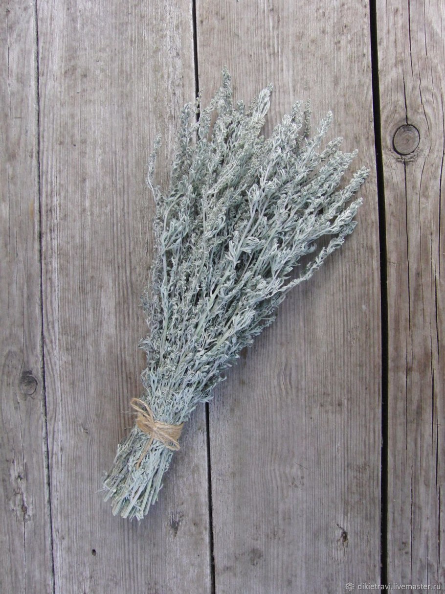 Полынь засушенная