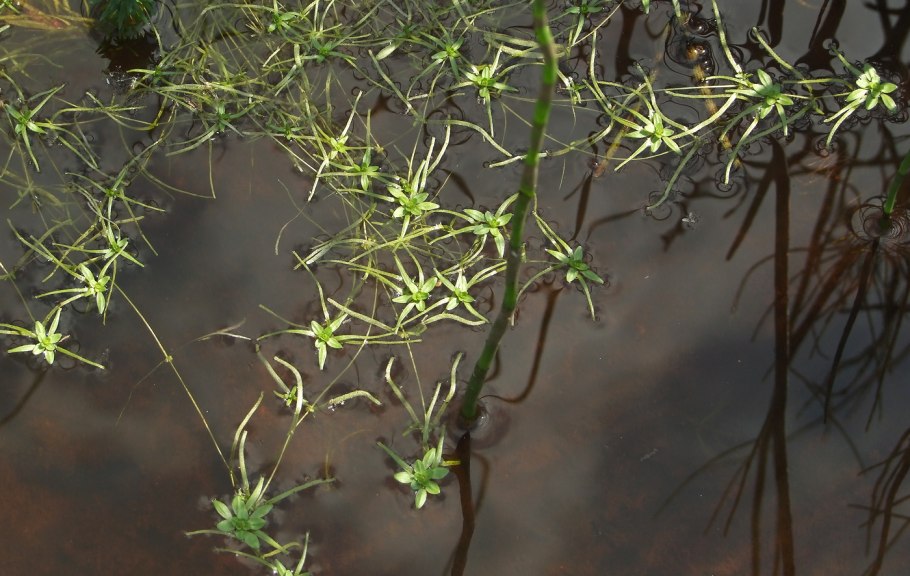 Дзанникеллия Болотная