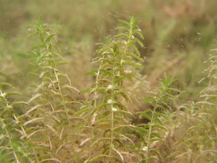 Болотник Заволжский