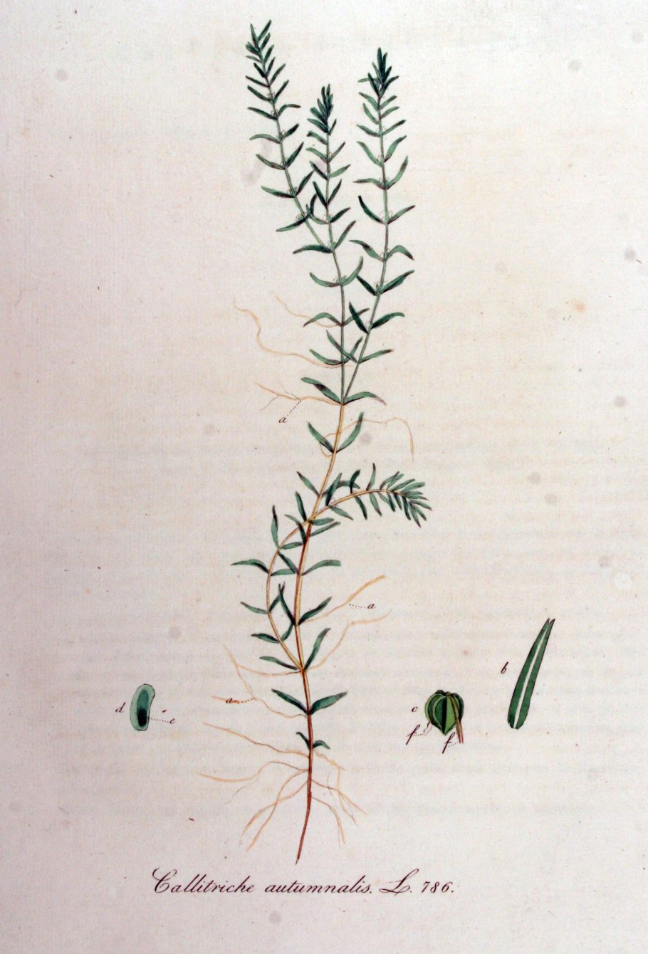 Болотник трава