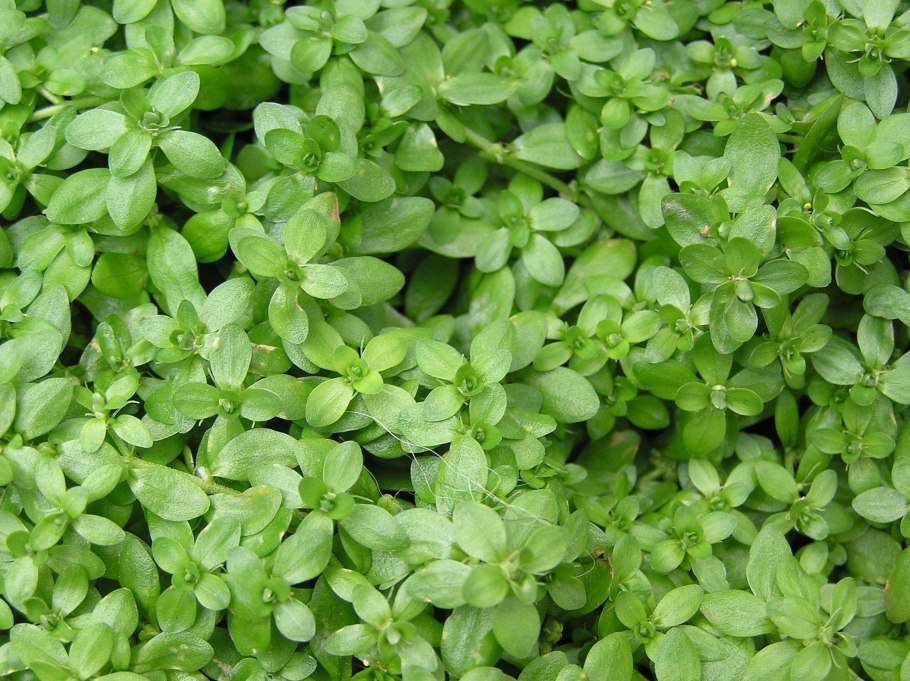 Callitriche palustris