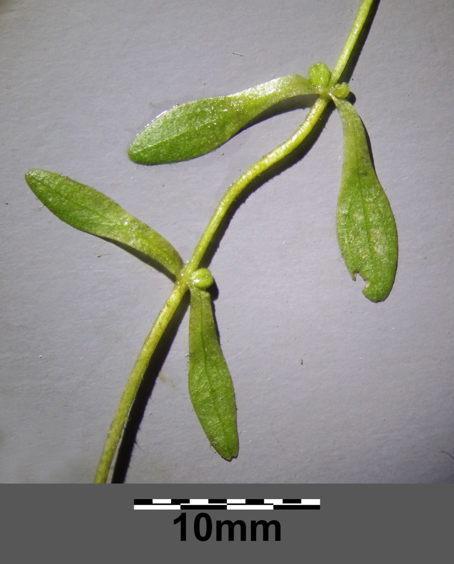 Сибирские орхидеи Дремлик болотный