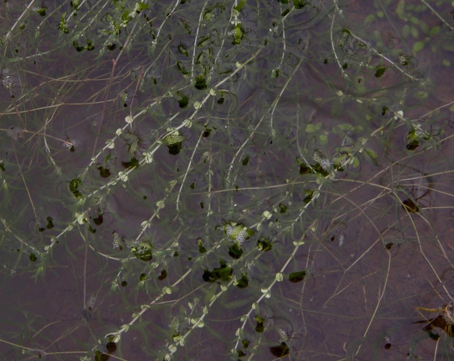 Болотниковые растения