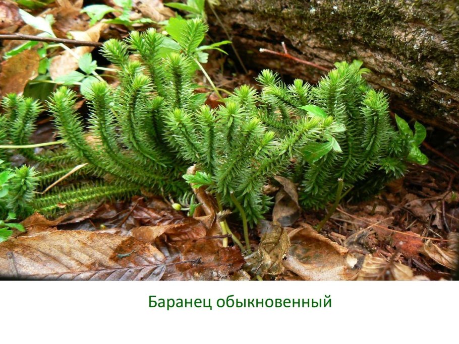 Уруть Болотная