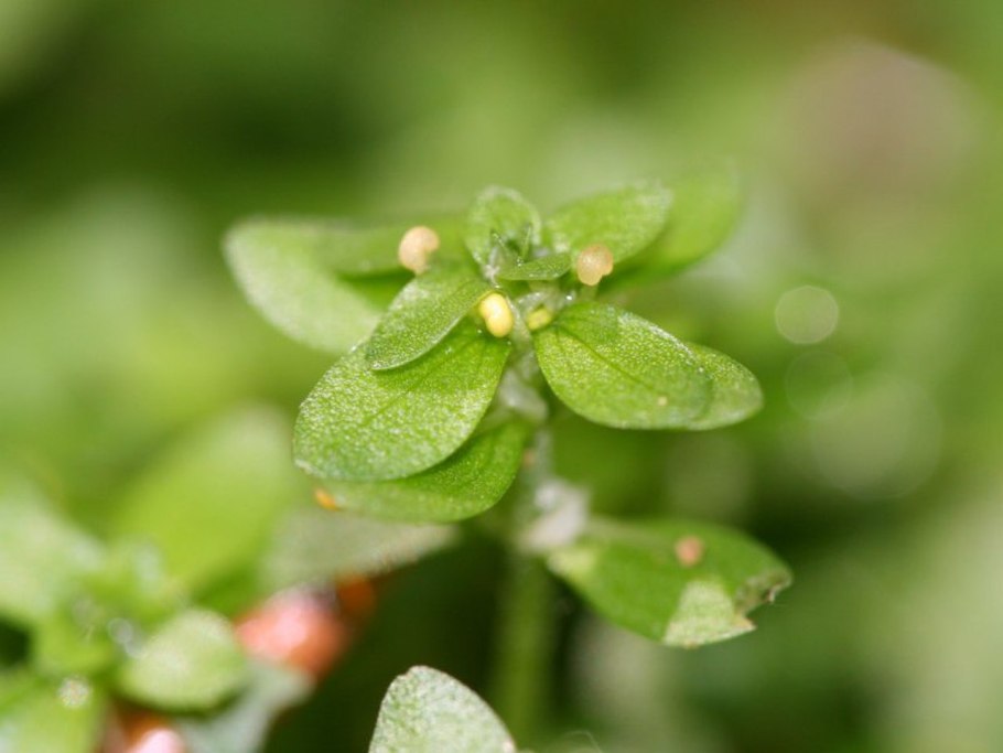 Болотник для пруда