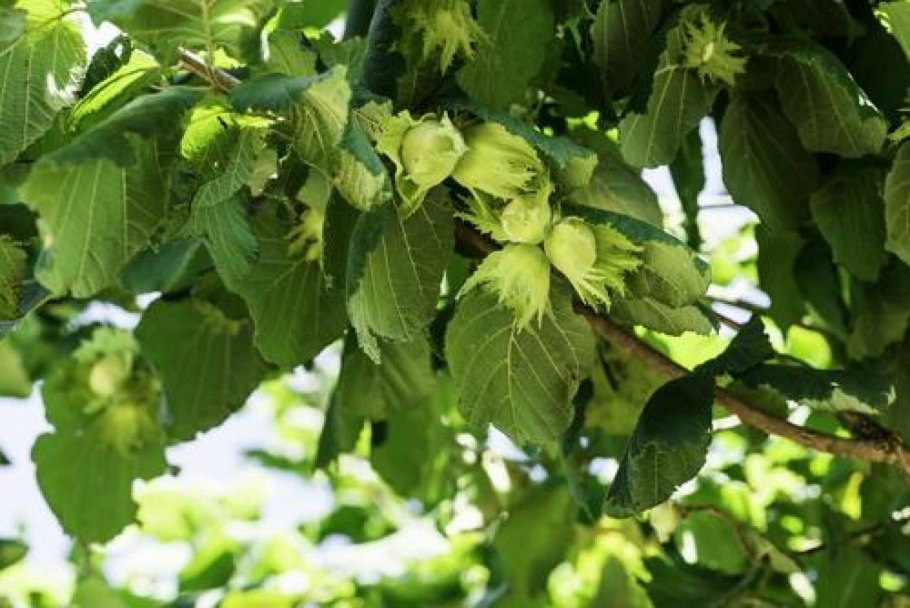 Corylus chinensis