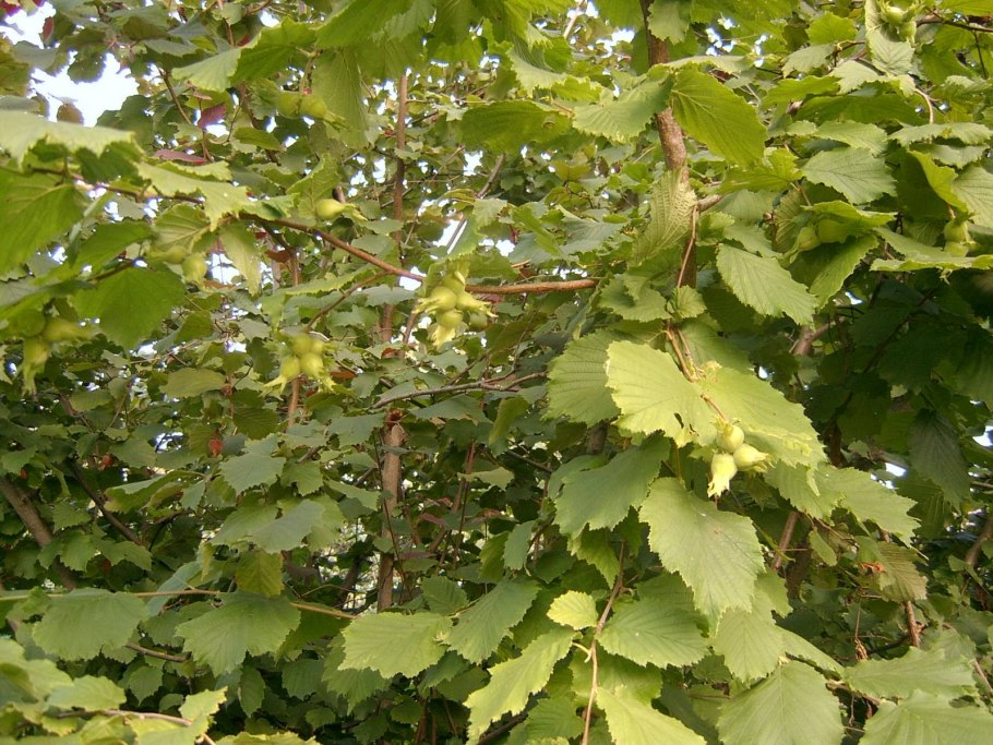 Фундук Тамбовский ранний