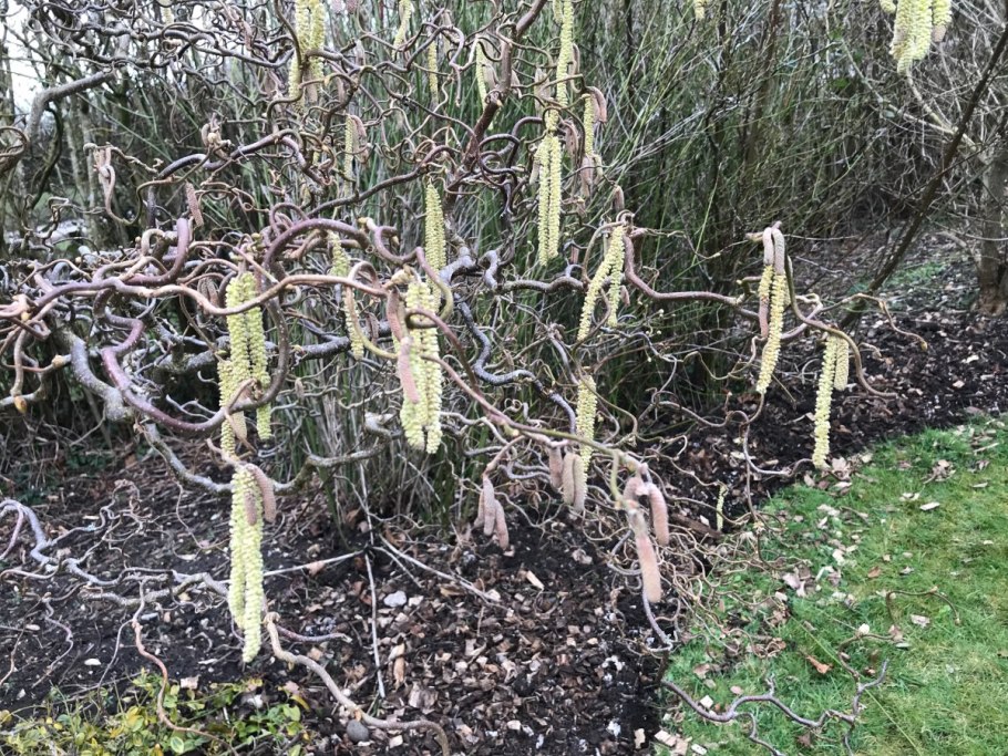 Лещина обыкновенная (Corylus avellana)