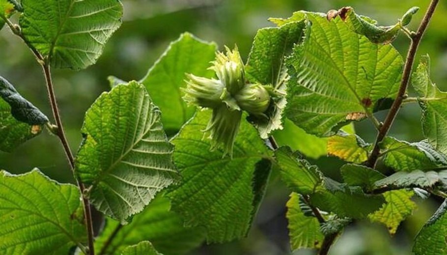 Лещина обыкновенная (Corylus avellana)