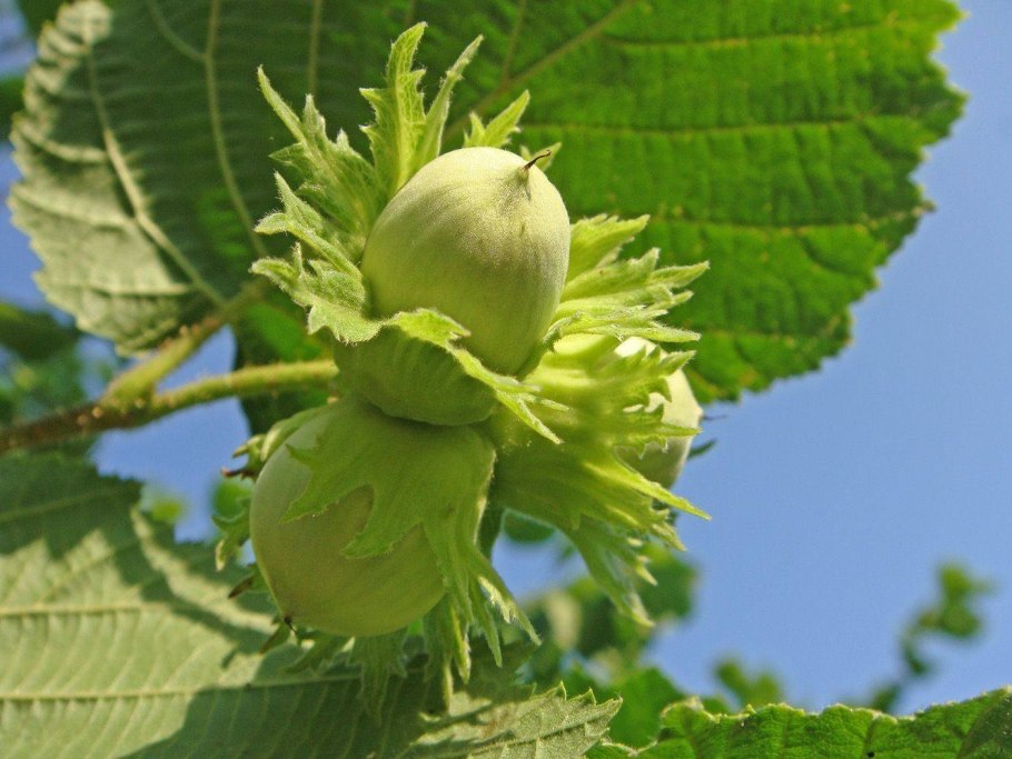 Лещина разнолистная - Corylus heterophylla