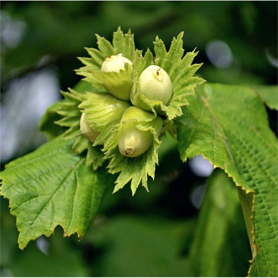 Сорт фундука Сочи 1