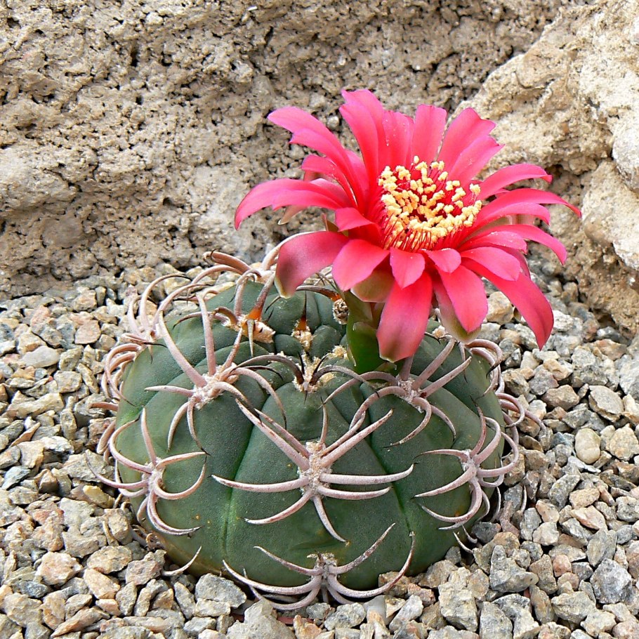Gymnocalycium carminanthum (Гимнокалициум)