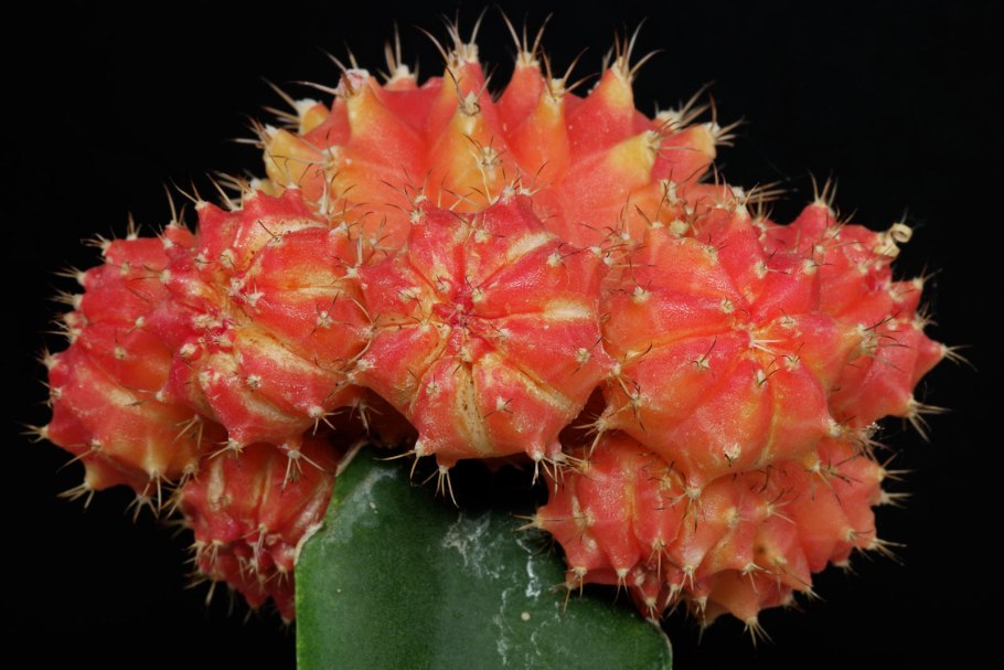 Gymnocalycium bicolor VG-1327