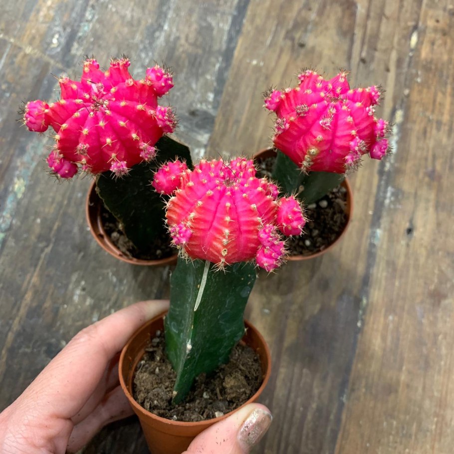 Гимнокалициум японский зеленый