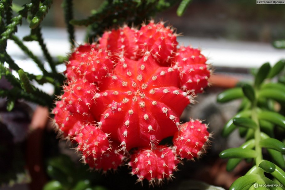 Гимнокалициум marquezii