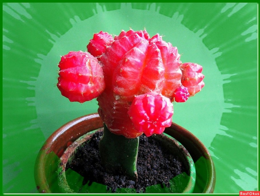 Гимнокалициум японский оранжевый