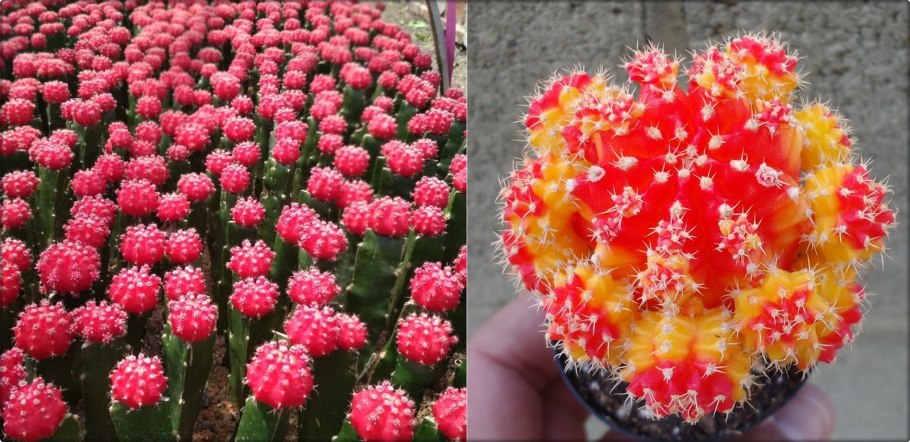 Гимнокалициум Михановича