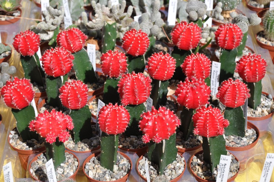 Гимнокалициум балдианум