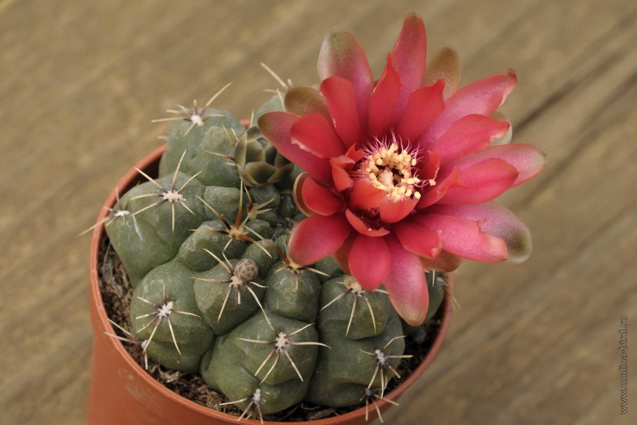 Gymnocalycium erinaceum