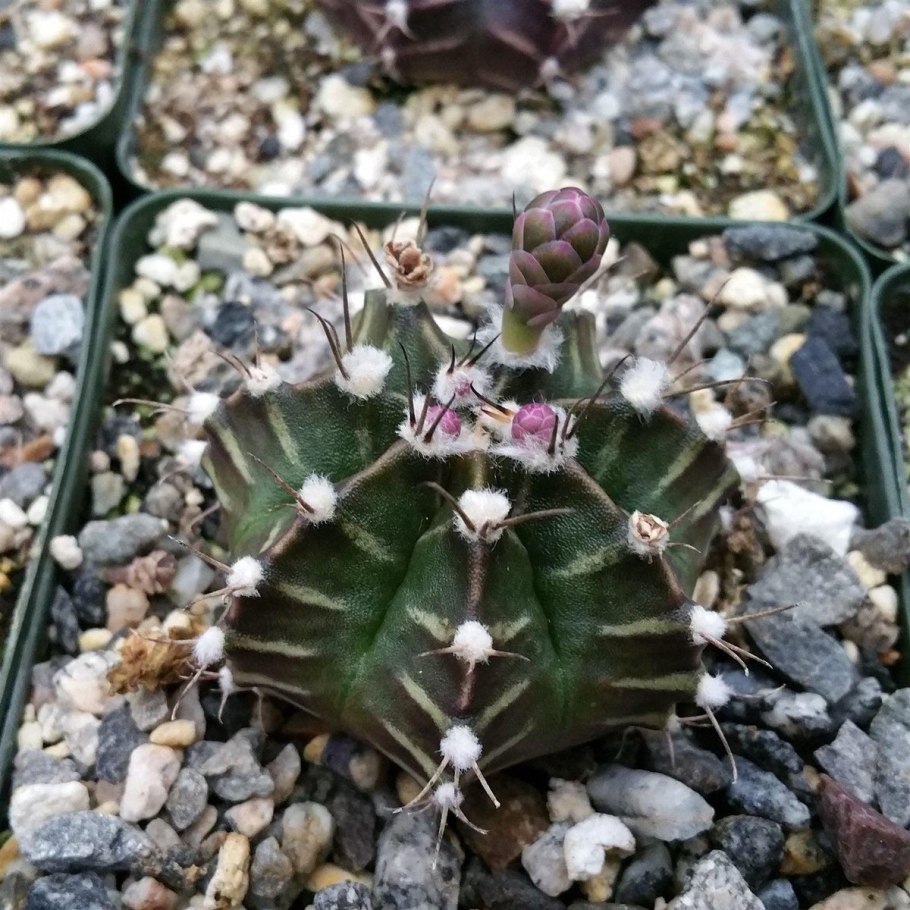 Gymnocalycium baldianum VG 565