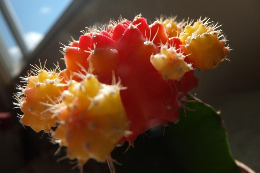 Красный Гимнокалициум Михановича