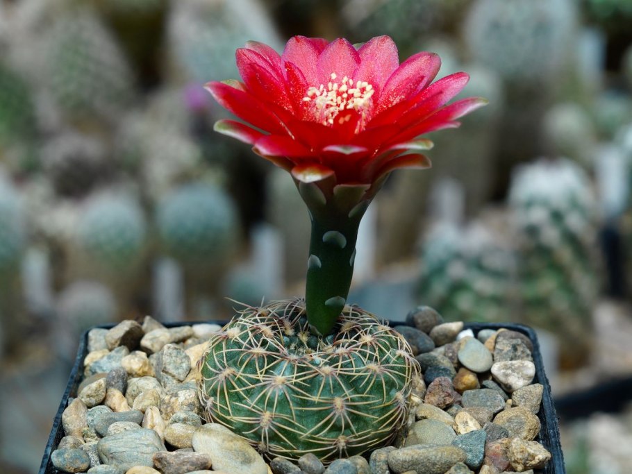 Weingartia neumanniana