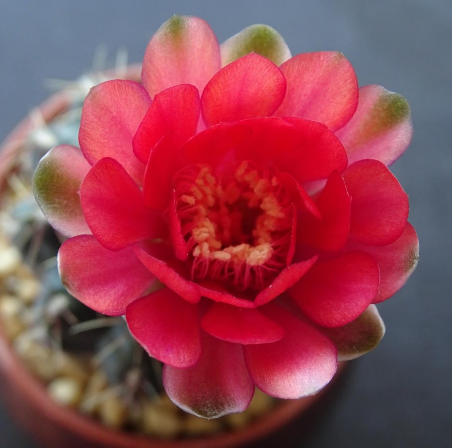 Гимнокалициум оранж