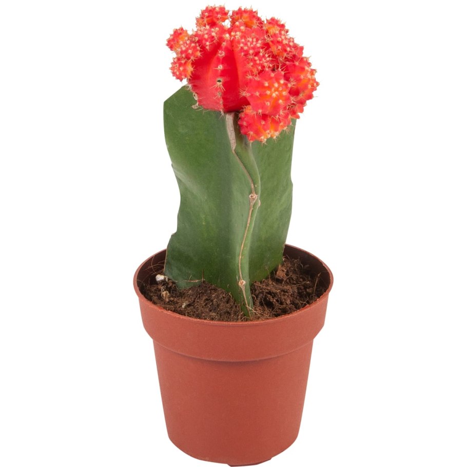 Гимнокалициум Бальда