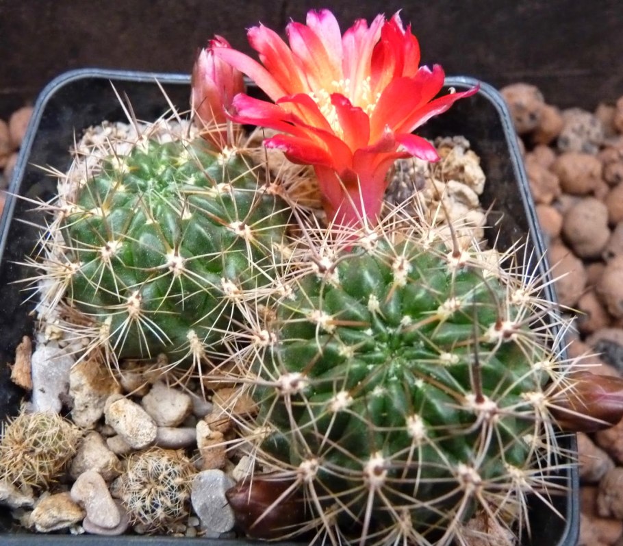 Гимнокалициум месопотамский