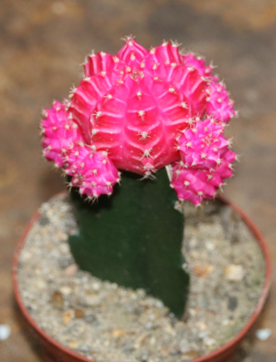 Гимнокалициум с леечкой