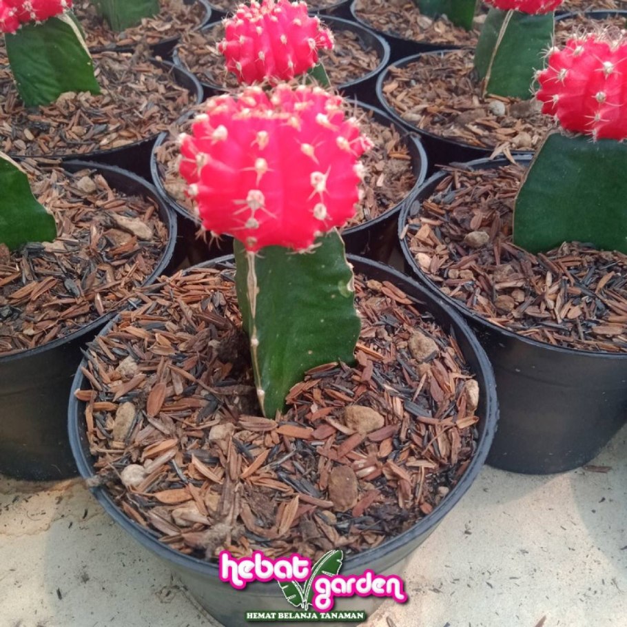 Гимнокалициум оранжевый