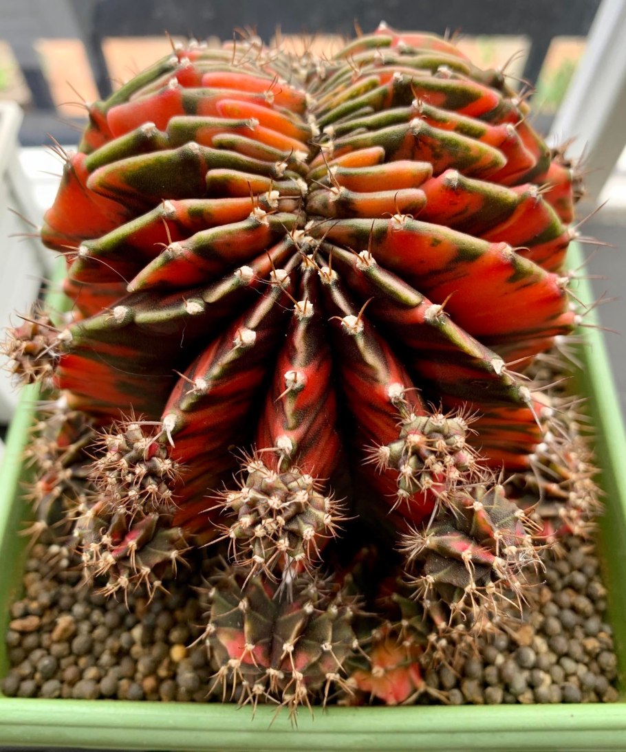 Гимнокалициум Еллоу