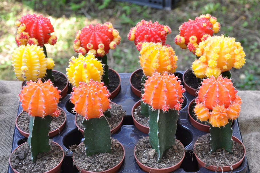 Гимнокалициум Кактус уход