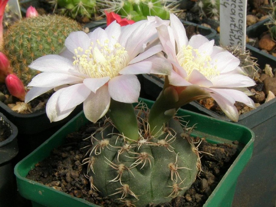 Гимнокалициум японский