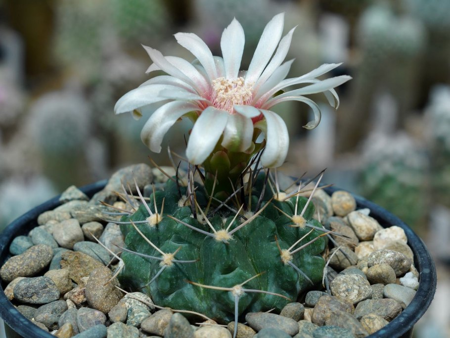 Гимнокалициум Михановича розовый