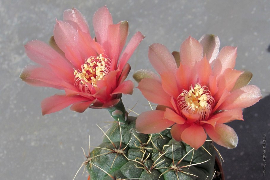 Гимнокалициум микс