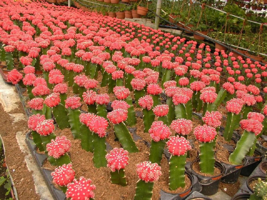 Гимнокалициум пфланзи