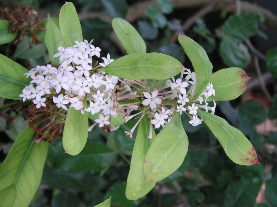 Акокантера длиннолистная