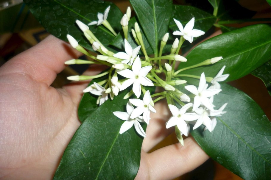 Acokanthera venenata