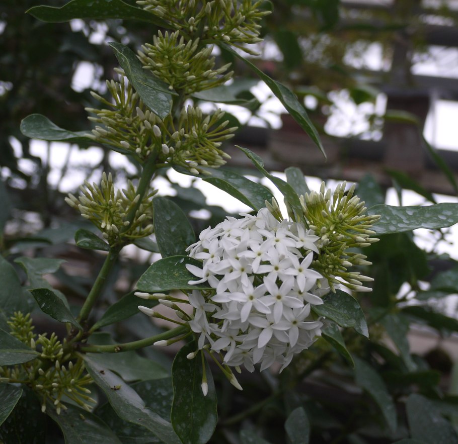 Acokanthera oblongifolia
